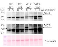 MC4 | Metacaspase-4 in the group Antibodies Plant/Algal  / Environmental Stress / Wounding at Agrisera AB (Antibodies for research) (AS19 4318)